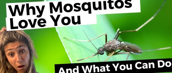 Insomnicat Media: mosquitos