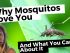 Insomnicat Media: mosquitos